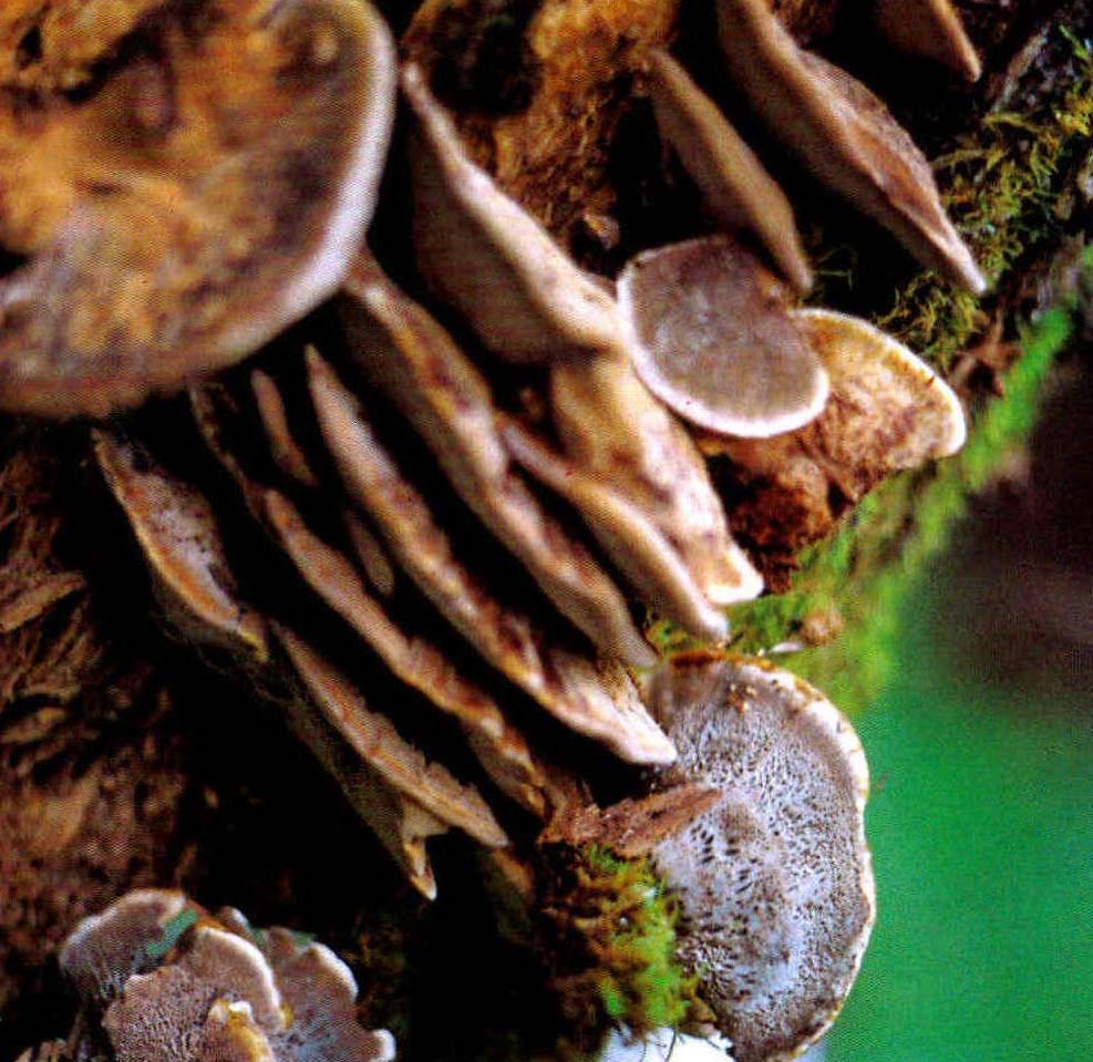 Phellinus gilvus(Schw.)Pat.